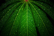 drop water on green cassava leaf wall after raining