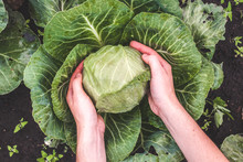 Harvesting Cabbage. Vegetables, Garden. Healthy Food. Vitamins