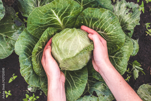 Photographie Harvesting cabbage. Vegetables, garden. Healthy food. Vitamins
