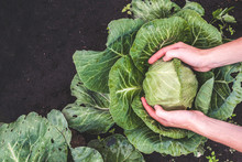 Harvesting Cabbage. Vegetables, Garden. Healthy Food. Vitamins