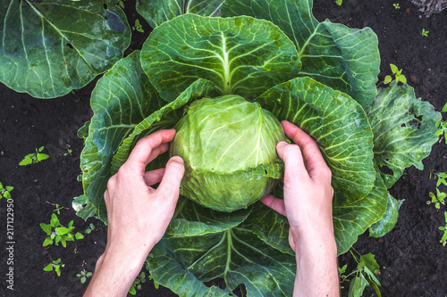 Harvesting cabbage. Vegetables, garden Tableau sur Toile