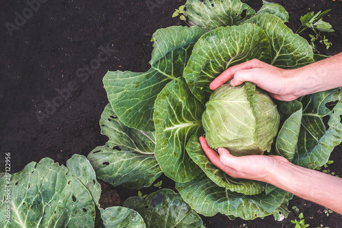 Fotomural Harvesting cabbage. Vegetables, garden. Healthy food. Vitamins