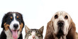 Cat, basset hound dog, bernese mountain dog and a white background