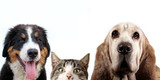 Fototapeta Zwierzęta - Cat, basset hound dog, bernese mountain dog and a white background
