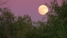 Full Moon Rising In Purple Sky, Trees In Foreground