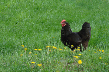 Black chicken on a green meadow