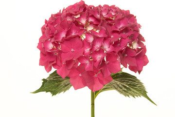 Wall Mural - Pink hortensia flower isolated on a white background