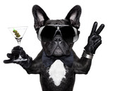 Fototapeta Psy - peace cocktail dog
