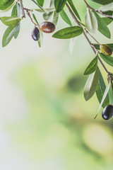 green olive tree branch