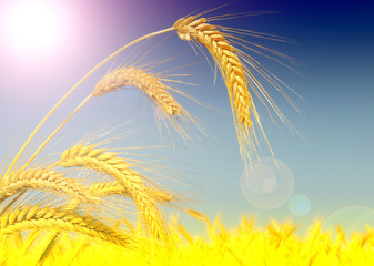 Wall Mural - Wheat field. Ears of golden wheat close up.