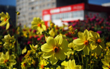 Yellow And Red Flowers On Flowerbed On Modern City Buildings Background. City Street, Close-up.
