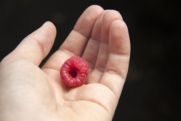 Growing juicy red raspberries in hand  harvesting fruits , organic natural food