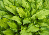 Green leaves of a tropical plant.