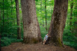 © Andrew Kornylak - A boy stands at the base of two huge old growth tulip poplars in Joyce Kilmer Memorial Forest in North Carolina