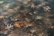 Brown Surface Of A Frozen Pond In Ohio