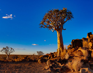Wall Mural - Quivertrees are unique to Namibia