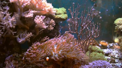 Sticker - Marine aquarium full of tropical fishes and plants. Reef tank filled with water for keeping live underwater animals. Selective focus. Clownfish and Actinia or Sea Flower. Gorgonaria, Clavularia.
