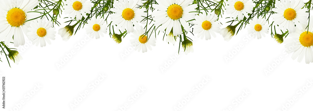Daisy flowers and buds in a border - obrazy, fototapety, plakaty 
