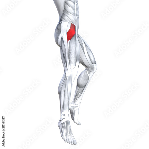 Concept Conceptual 3d Illustration Fit Strong Front Upper Leg Human Anatomy Anatomical Muscle Isolated White Background For Body Medical Health Tendon Foot And Biological Gym Fitness Muscular System Stock Illustration Adobe