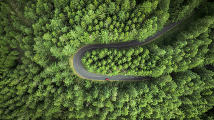 Aerial view of road in forest