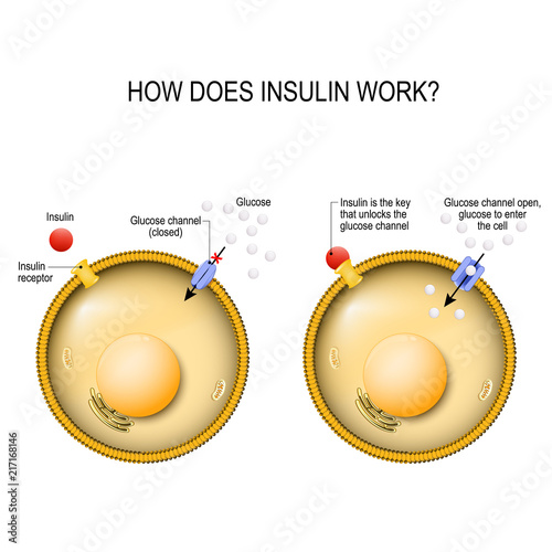 Fotografía Insulin is the key that unlocks the cell's glucose channel