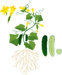 Wall Mural - Morphology of cucumber plant with root system, flowers and fruits