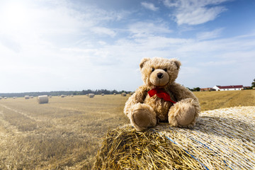 Wall Mural - Teddy bear Dranik and rural nature in the farm land