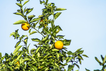 Wall Mural - Orange orchard on a farm in Araraquara