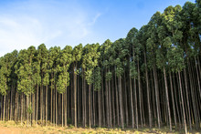 Forest Of Eucalyptus Tree In Sao Paulo State, Brazil