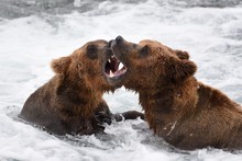 Young Brown Bears At Brooks Falls Katmai National Park And Preserve.