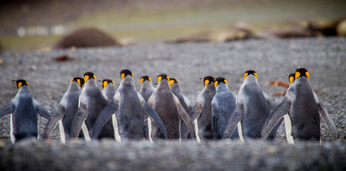 Wall Mural - row of king penguins from back