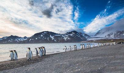 Wall Mural - the march of the king penguins.