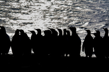 Wall Mural - black and white silhouette of king penguins with ocean background.cr2