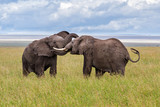 Fototapeta Sawanna - Bull elephants in the Serengeti National Park in the green season in Tanzania