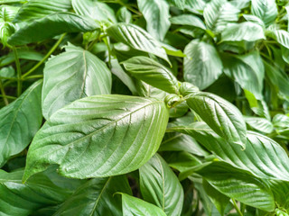 Green fresh natural leaves background