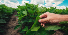 Managing Soybean Plant Health