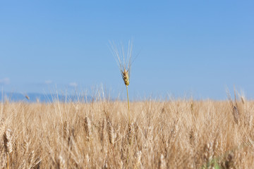 Field of wheat with blue sky. One ear of wheat has grown taller than the rest and stands proud.