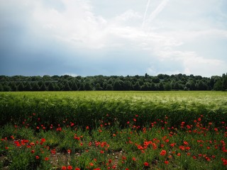 Poppy flower field