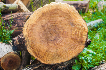 Sticker - Wood texture background, wooden bark close up. Grunge textured image