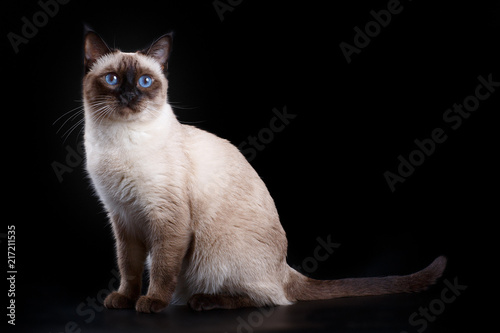 Fotomural Thai cat on a black background