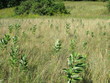 A field with many milkweed plants growing 