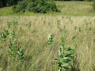 A field with many milkweed plants growing 