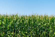 Corn Stalks In A Field With Clear Blue Sky
