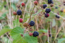 Wild Blackberries Growing On A Bush