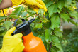 Gardener applying from aphids leaves and insecticide fertilizer to fruit and protects from fungus