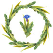 Hand drawn watercolor wreath made of meadow wildflowers: blue cornflowers, wild field herbs isolated on white.