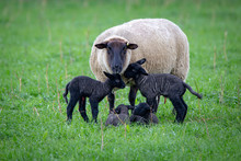 A Black Faced Suffolk Ewe Sheep With Her Four Black Newborn Lambs