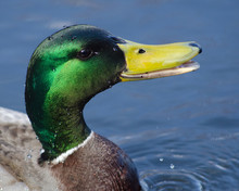 Smiling Mallard Duck