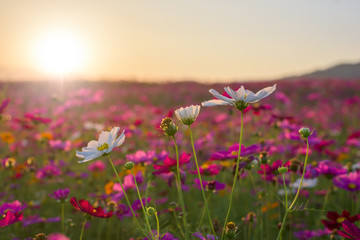 Wall Mural - beautiful cosmos flower in sunset.