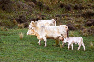 Wall Mural - A charolais calf stays beside its mother in the field